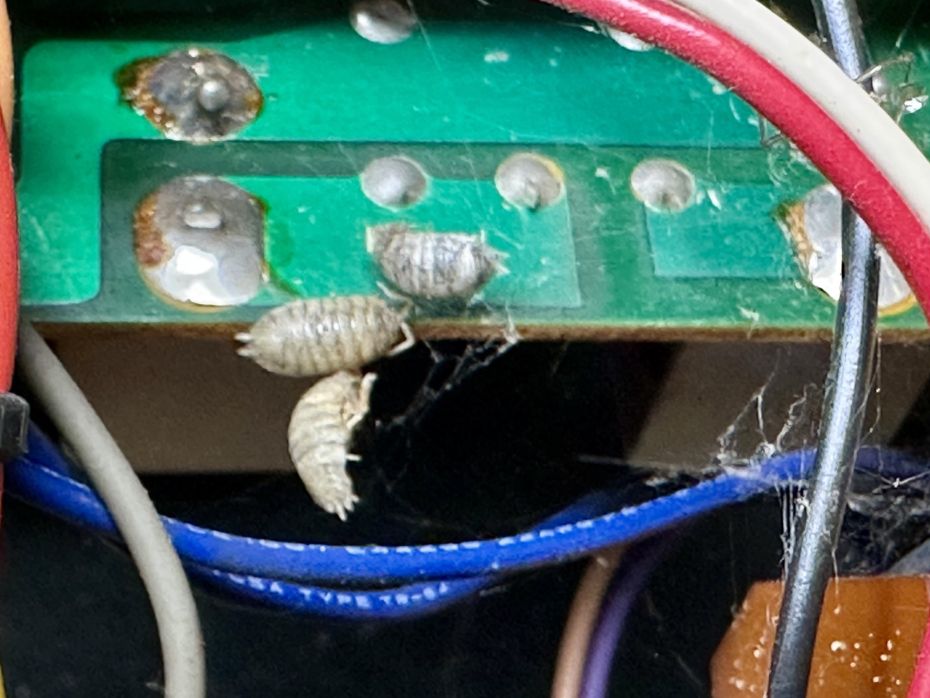 Pissebedden in Yamaha CA-1010 versterker 